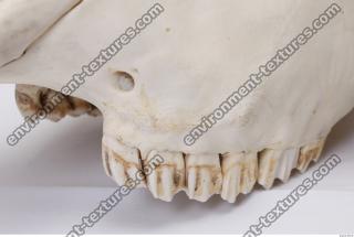 animal skull teeth 0029